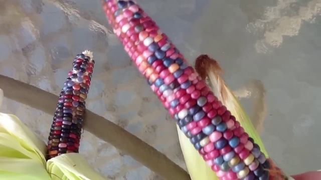 ~Beautiful Glass Gem Corn Harvest~