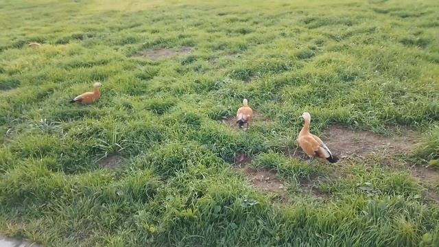 Огарь: как степная утка стала гнездиться в Москве? смотреть онлайн