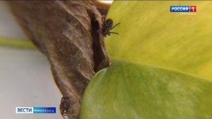 В Смоленской области клещи успели покусать четырех детей