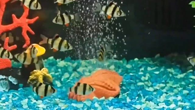 Суматранский барбус (лат. Puntius tetrazona, англ. tiger barb) смотреть онлайн
