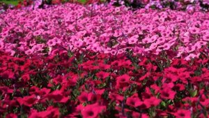 Петунии гиганты - главные преимущества,  сорта - которые, вне конкуренции.