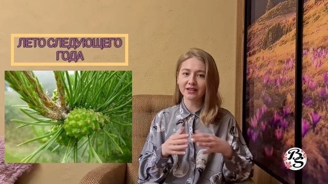 РАЗМНОЖЕНИЕ ГОЛОСЕМЕННЫХ