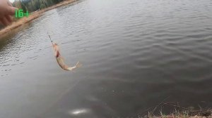 Первые пойманные щуки на реке Аять 2021 году