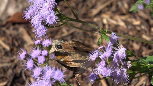 Common Buckeye Butterfly sipping nectar from Blue Mist Flowers in Alexandria, Virginia (1080P) смотреть онлайн