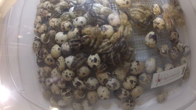 вывод перепелов в инкубаторе Baby Quail hatching baby quail смотреть онлайн