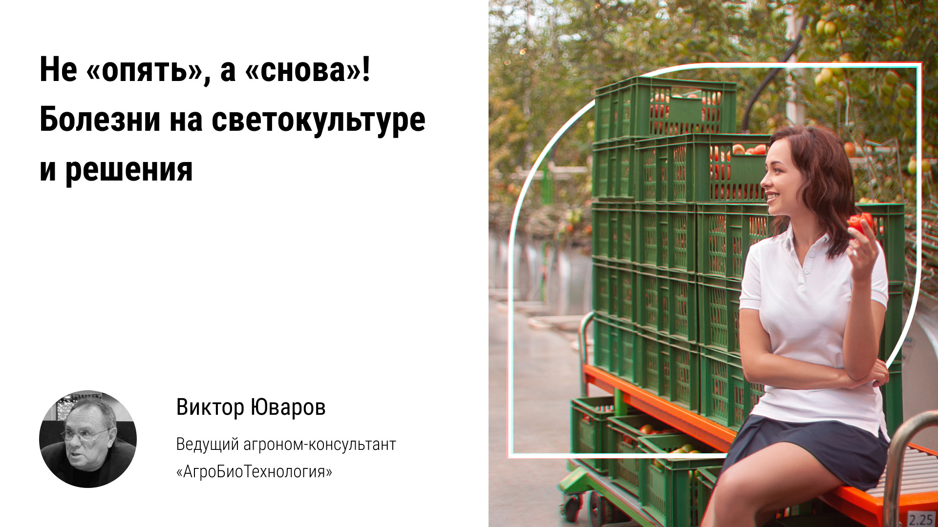 ? Не опять, а снова! Болезни на светокультуре и решения, вирусы томата, огурца, бактериозы теплицы смотреть онлайн