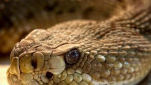 Защита от змей. Заговоры. Заклинания.