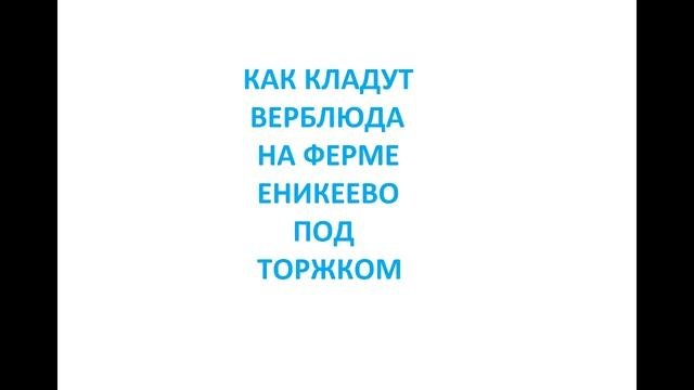 Доцент, а он не ложится.
