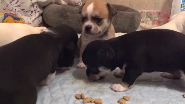 Чем кормить щенков чихуахуа в 1 месяц/ Помет Б/Серия 4 смотреть онлайн