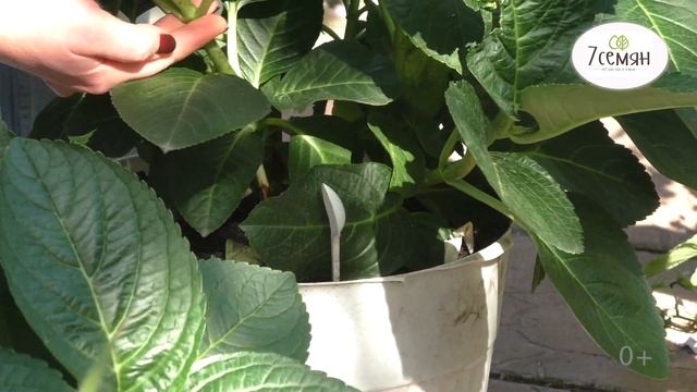 КАК СОХРАНИТЬ КРУПНОЛИСТНУЮ ГОРТЕНЗИЮ ЗИМОЙ +УХОД ОСЕНЬЮ! смотреть онлайн