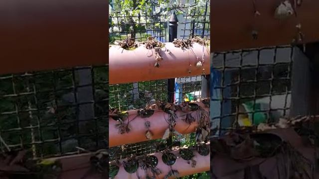 Клубника в трубах и вёдрах. Перезагрузка. #shorts.mp4 смотреть онлайн