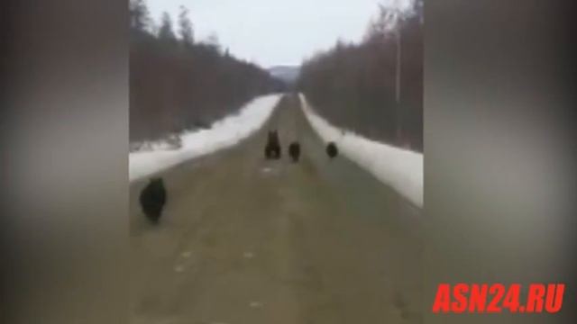 В Тындинском районе медведи пробежались по трассе перед авто смотреть онлайн