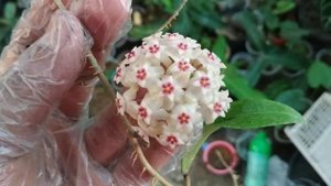 Hoya Sp Gayo Aceh (Parasitica Variant) long leaf. Cute Flower
