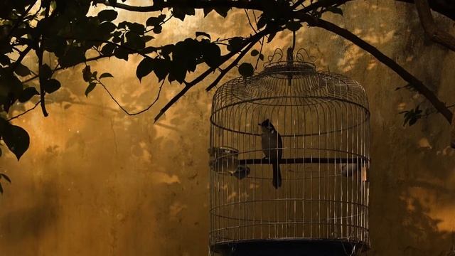 ПОЭТЫ РОССИИ: Велимир Хлебников - "О чем поешь ты, птичка в клетке?" смотреть онлайн