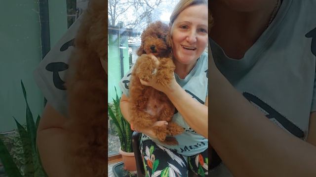 Той-пудель Мишлен ПРОДАЖА питомник Кастропуло Крым #toypoodle +79787458062