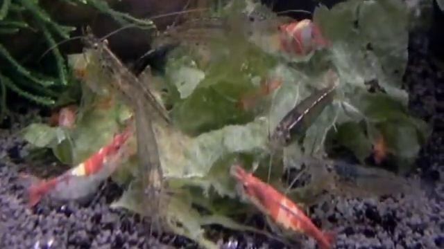 Креветки едят салат смотреть онлайн