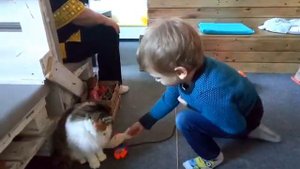 VLOG funnydancers Котокафе лапы и хвосты, cat cafe