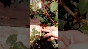 Уход за розами осенью ( в сентябре)