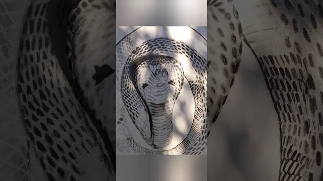 Snake sketch 6 March 2023 смотреть онлайн