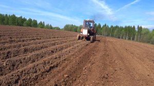 Правильная Посадка картошки сорт галла