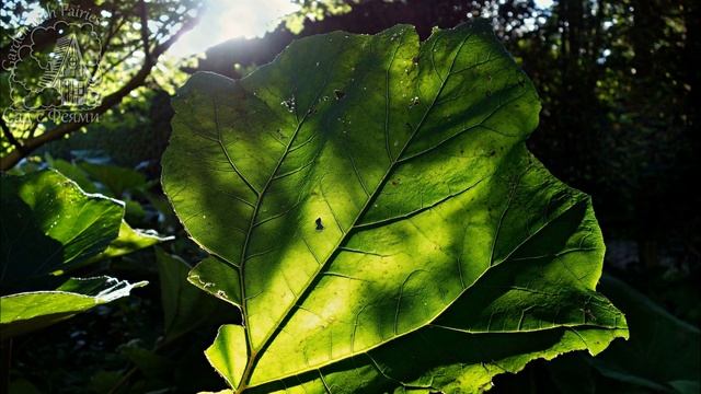 Белокопытник гибридный. Садовый Гигант, привлекающий в сад Полезных Насекомых смотреть онлайн