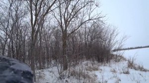 Охота на зайца с гончими  31 декабря 2018 г