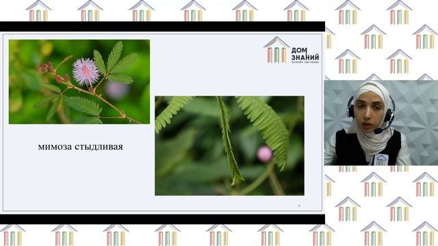 6 класс. Биология. Макашарипова М.Р. Тема: "Раздражимость свойство живых организмов" смотреть онлайн