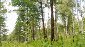 Как выглядит Иван чай. Поездка за Иван чаем  Сибирский релакс.