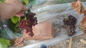 Флейм Сидлис, раннесредний розовый кишмиш