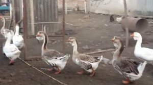 Гуси Холмогоры