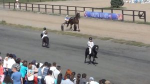 пони тоже кони