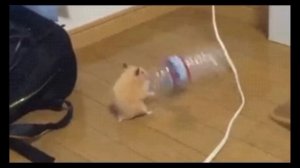 ХОМЯК ТАНЦУЕТ С БУТЫЛКОЙ