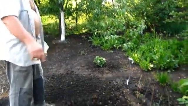 Повторный посев редиски