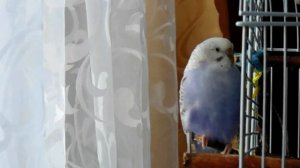 КРАСИВОЕ ПЕНИЕ САМКИ ВОЛНИСТОГО ПОПУГАЯ. Как чирикает самка попугая?! #пениепопугая