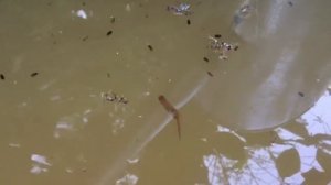 Кто плавает в воде? Личинка мухи пчеловидки (Eristalis tenax) крыска, ильная муха, ильница. 1207201