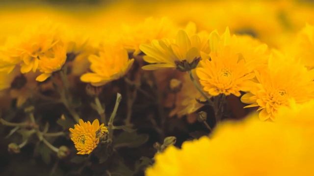 Успокаивающая музыка | Нежная лечебная музыка для здоровья и успокоения нервной системы смотреть онлайн