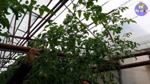 Томат ФЕНДА (23-04-2018)