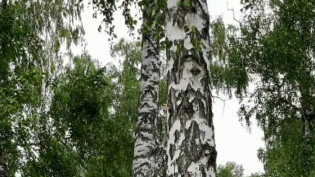 🎶 Скоро Осень , Господа , Скоро Осень 🎶 смотреть онлайн