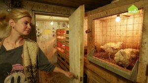 Как правильно содержать бройлерных цыплят