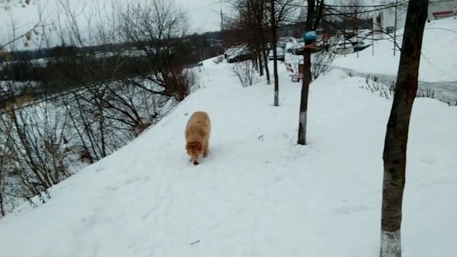 Проект о помощи животным 3 выпуск #помощь #животные смотреть онлайн