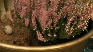 Вереск / Как посадить вереск? / Секреты удачной посадки вереска