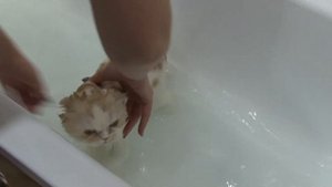 Купание шотландской вислоухой кошки хайленд фолд