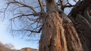 BAOBAB- THE TREE OF LIFE