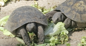 Завтрак черепашек. Отель "Marti Myra 5*", Кемер, Турция.