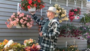 Бегония Беллекония, Шардоне и элатиор - 0бзор 2022