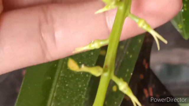 Flowering in my croton plant. смотреть онлайн