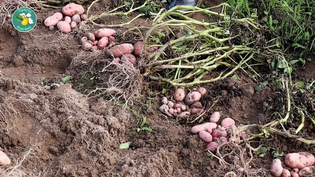 Что скрывает картофельный мундир? Как происходит селекция картофеля. смотреть онлайн