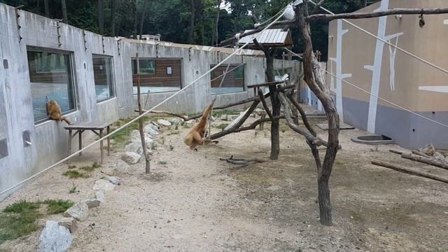 Зоопарк. Пусан. Южная Корея. смотреть онлайн