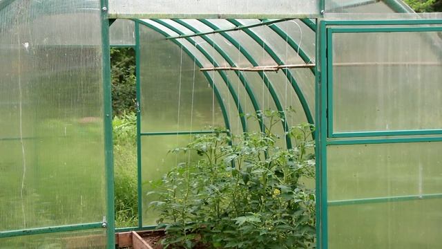 Опыление томатов смотреть онлайн