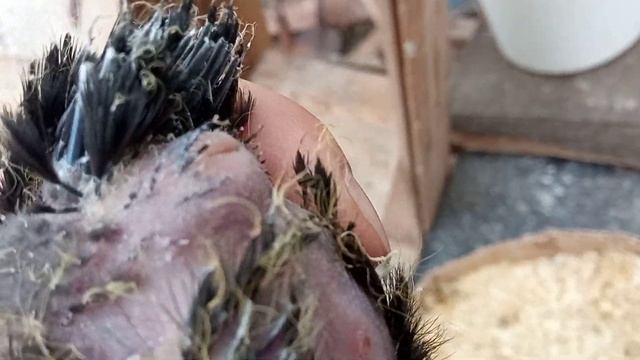 Как различить голубей по полу,определение самец самка у двухнедельных птенцов Самара, Олег Костяко смотреть онлайн